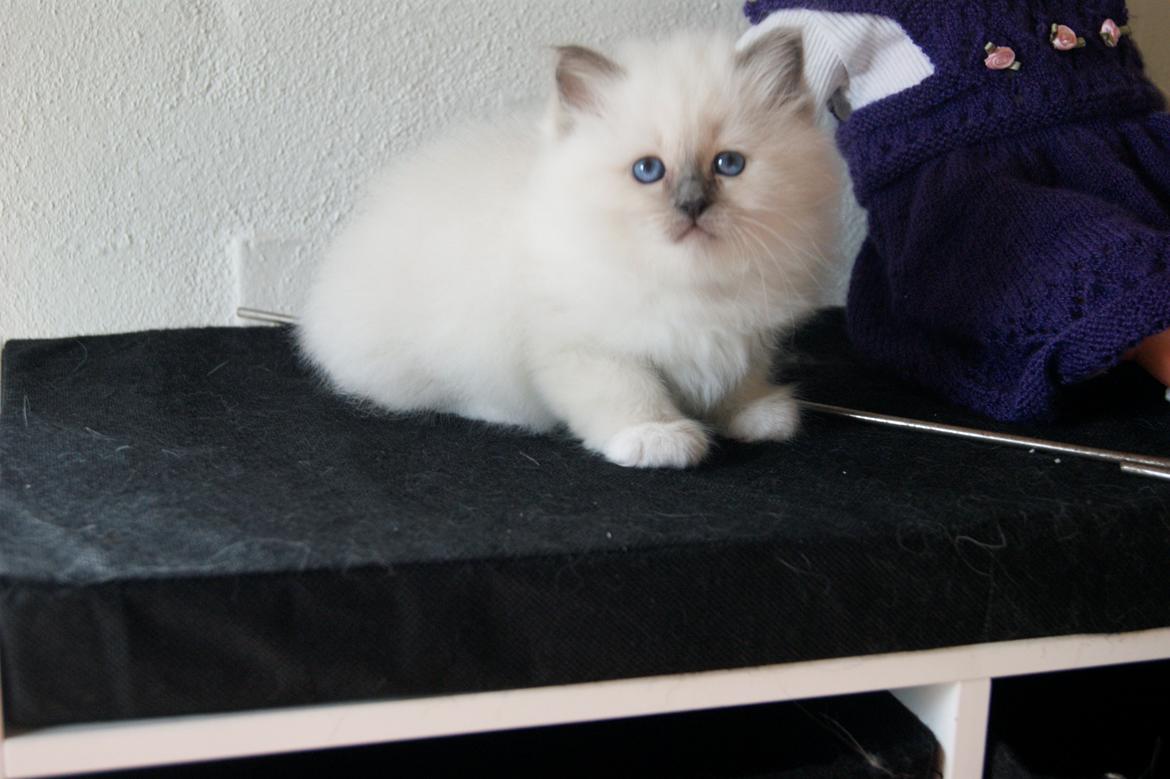 Hellig Birma Licarini´s Duchess billede 16