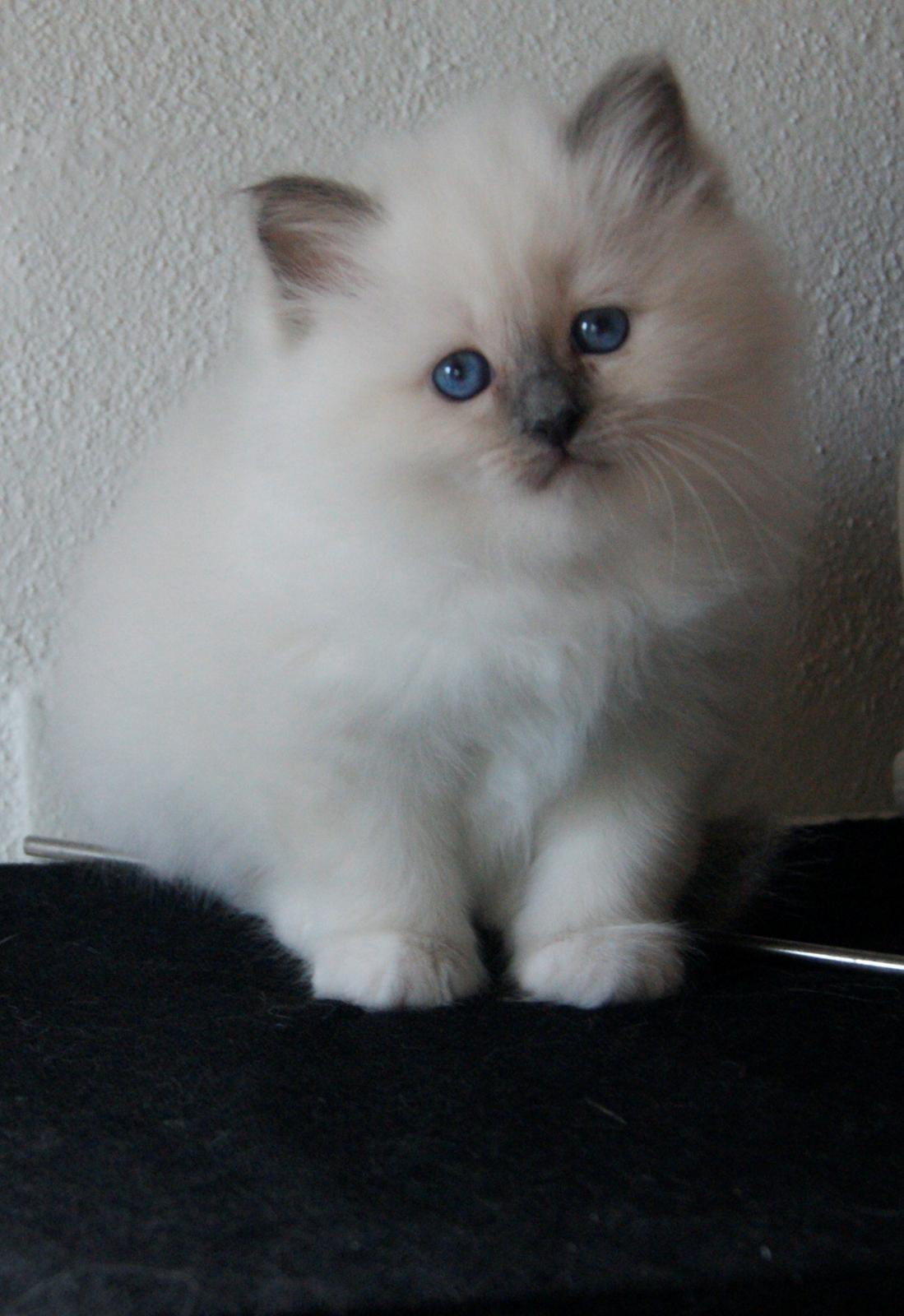 Hellig Birma Licarini´s Duchess billede 17