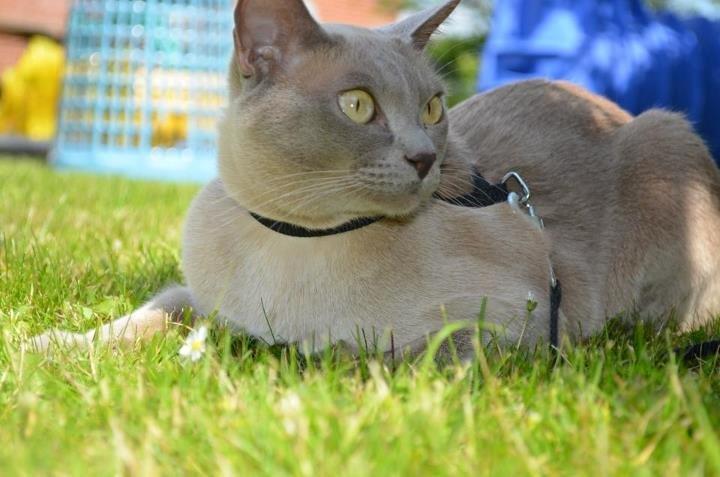 Burmeser Mea Culpa's Peanut billede 1