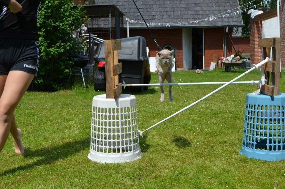 Burmeser Mea Culpa's Peanut billede 2