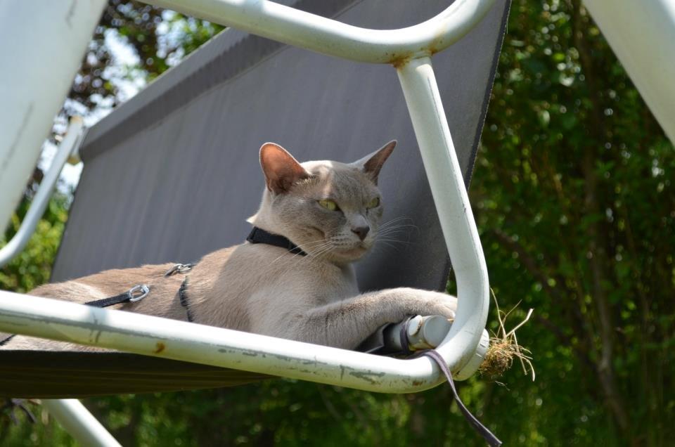 Burmeser Mea Culpa's Peanut billede 3