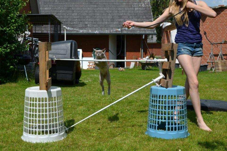 Burmeser Mea Culpa's Peanut billede 5