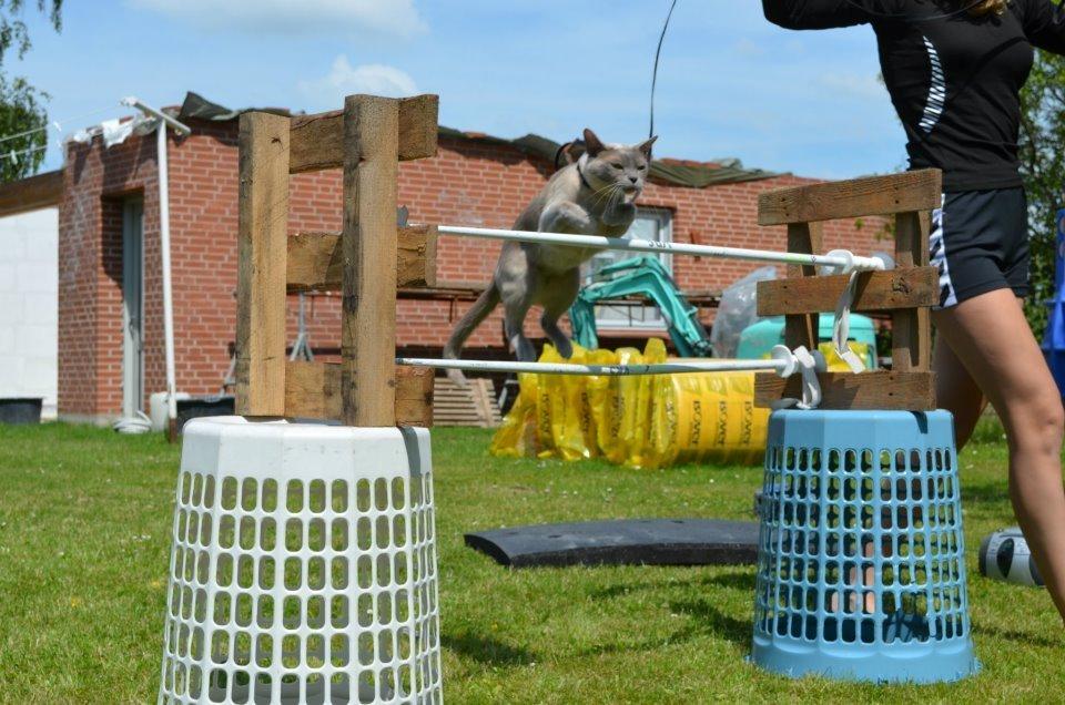 Burmeser Mea Culpa's Peanut billede 6