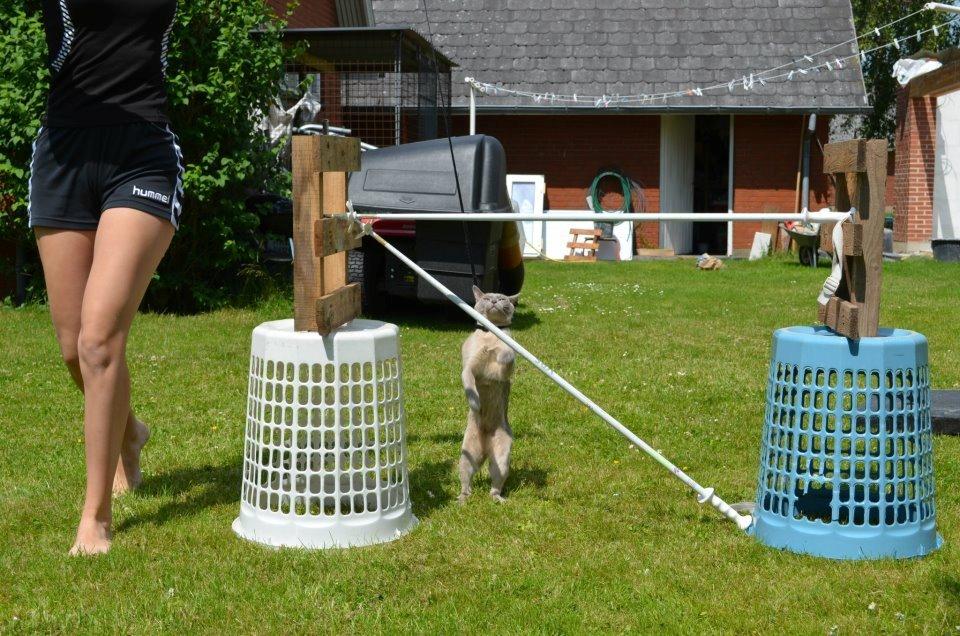 Burmeser Mea Culpa's Peanut billede 7