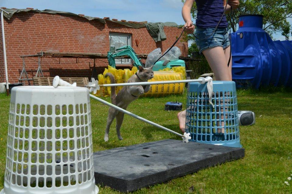 Burmeser Mea Culpa's Peanut billede 8