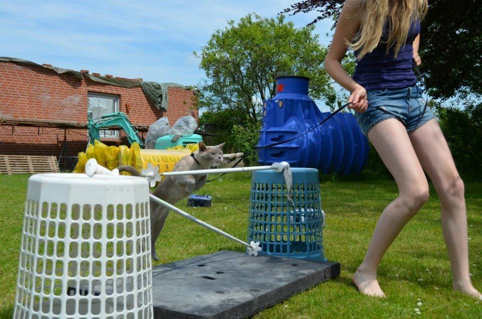 Burmeser Mea Culpa's Peanut billede 9