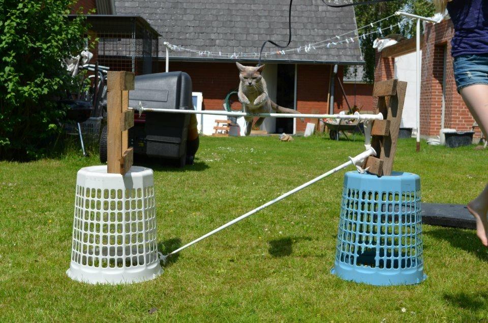 Burmeser Mea Culpa's Peanut billede 10