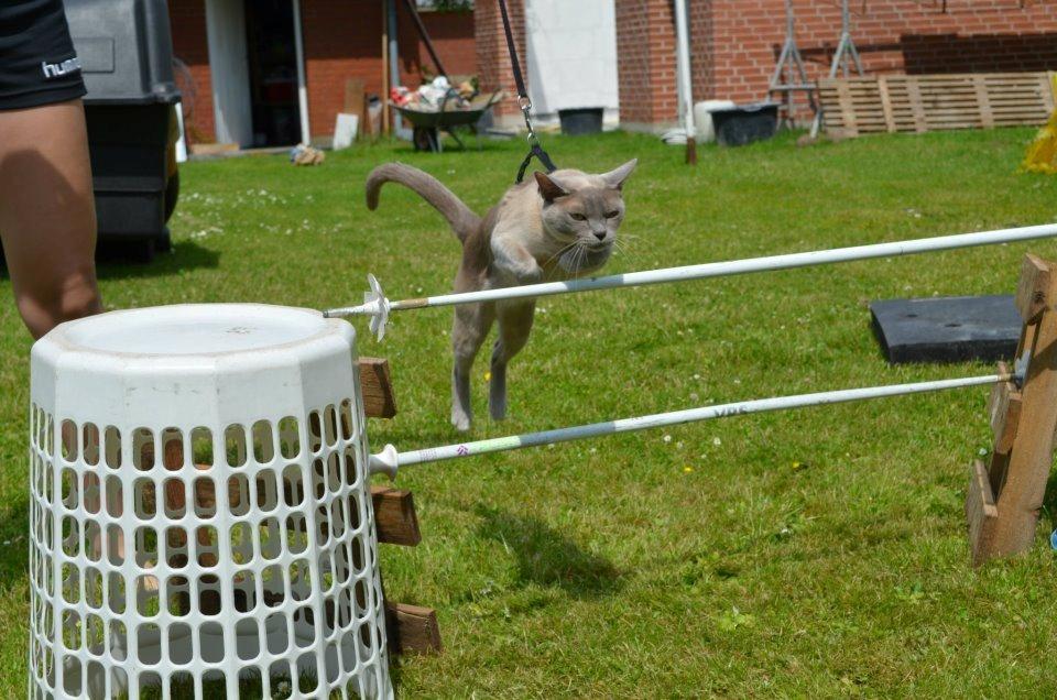 Burmeser Mea Culpa's Peanut billede 11