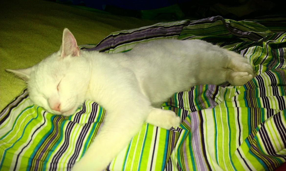 Huskat Milo - FY MILO!!! Ikke i mor og fars seng! billede 11