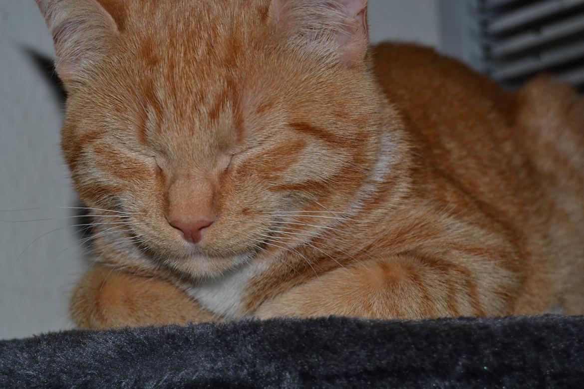 Huskat Simba billede 6