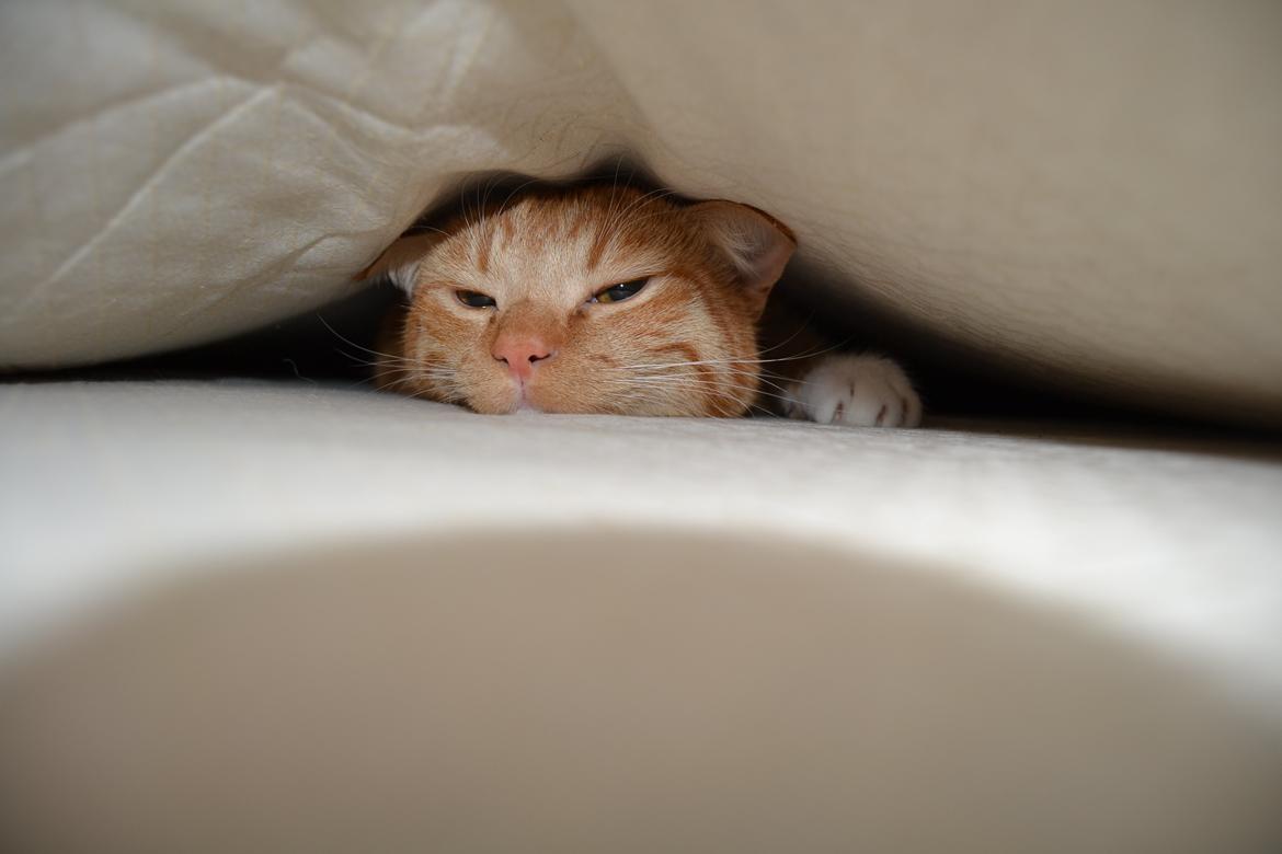 Huskat Simba billede 7