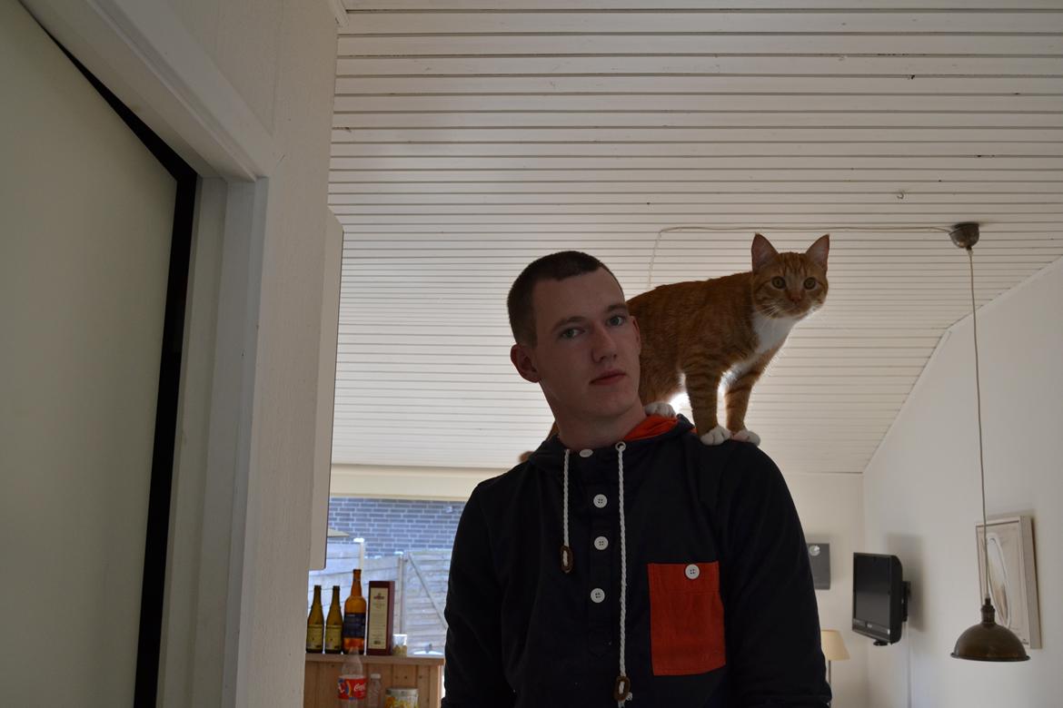 Huskat Simba billede 9