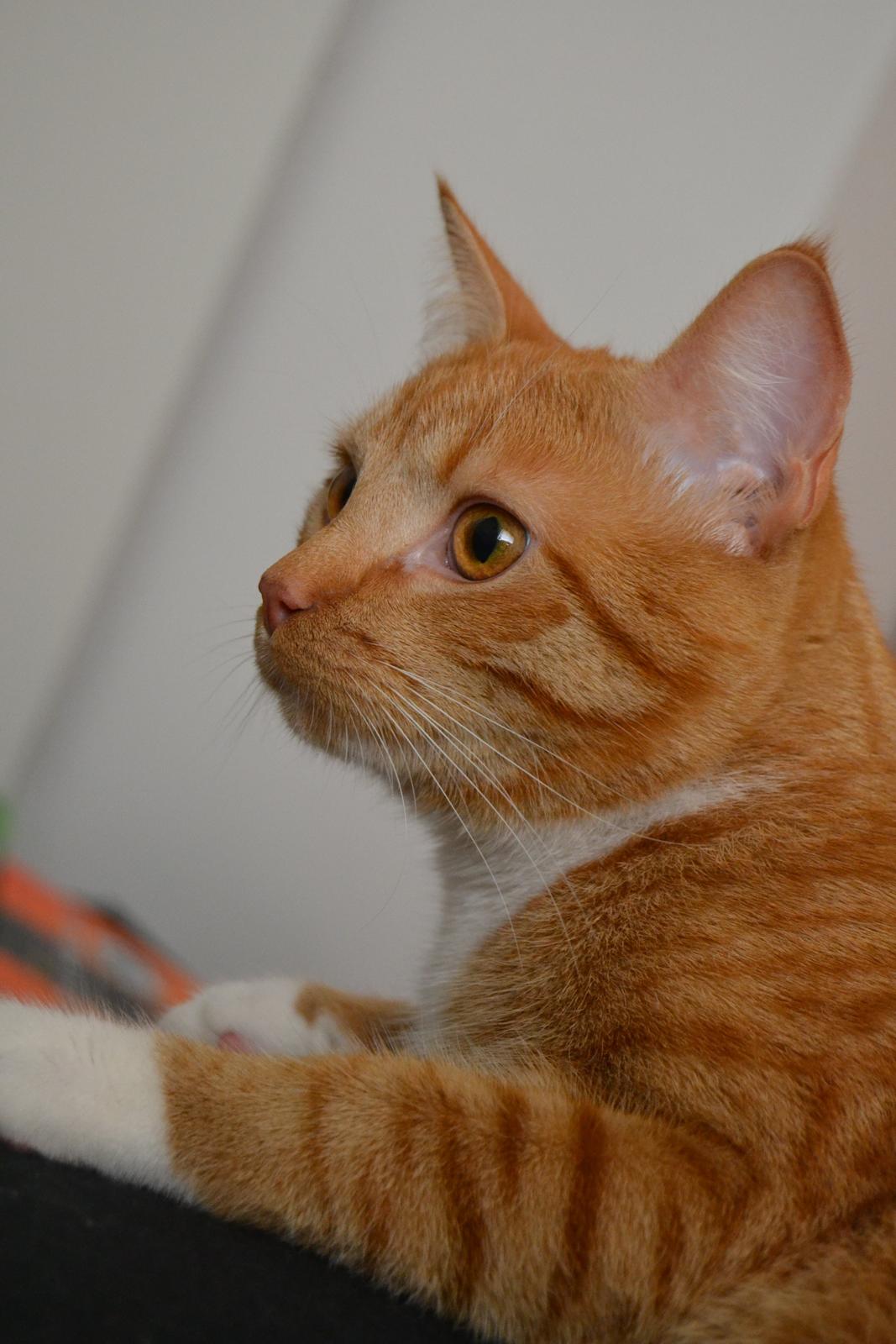 Huskat Simba billede 10