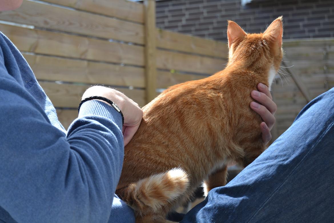 Huskat Simba billede 11