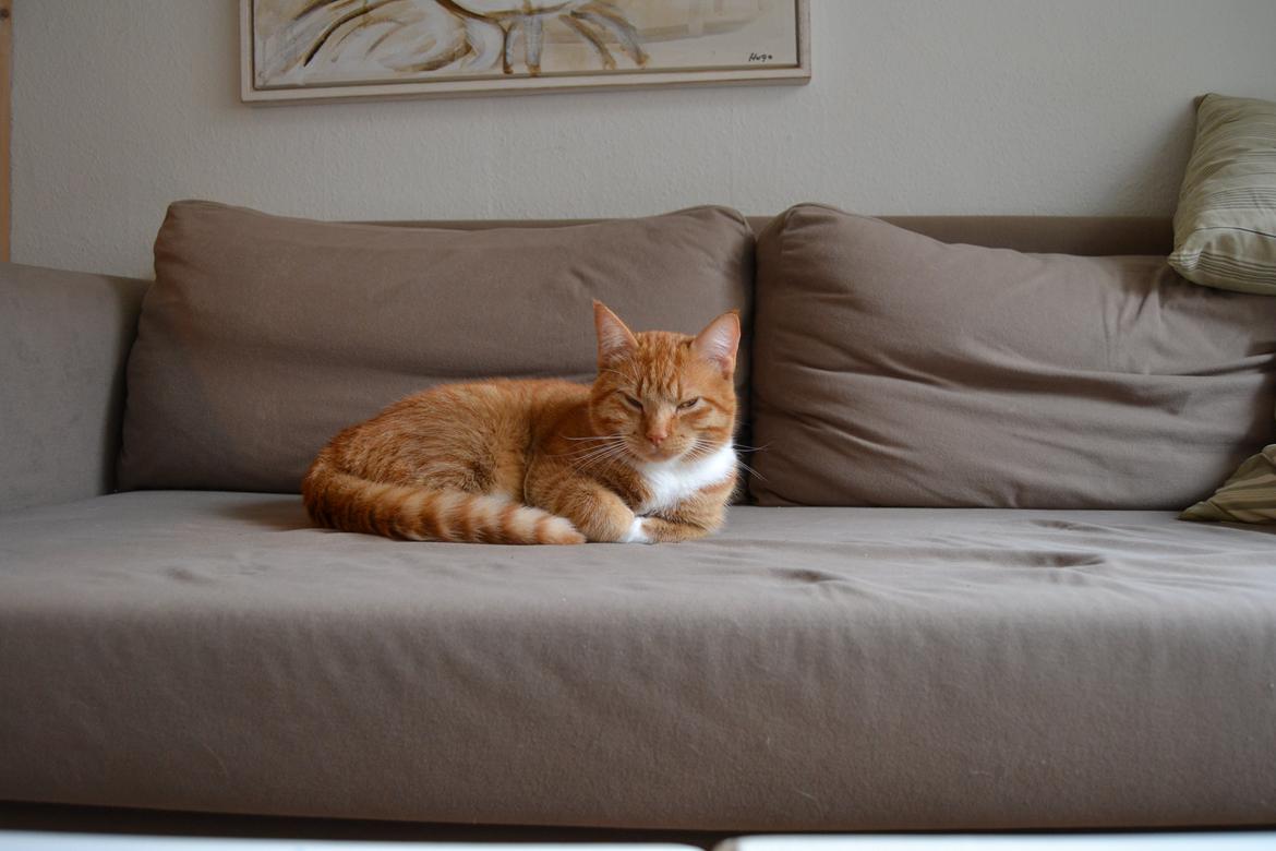 Huskat Simba billede 12