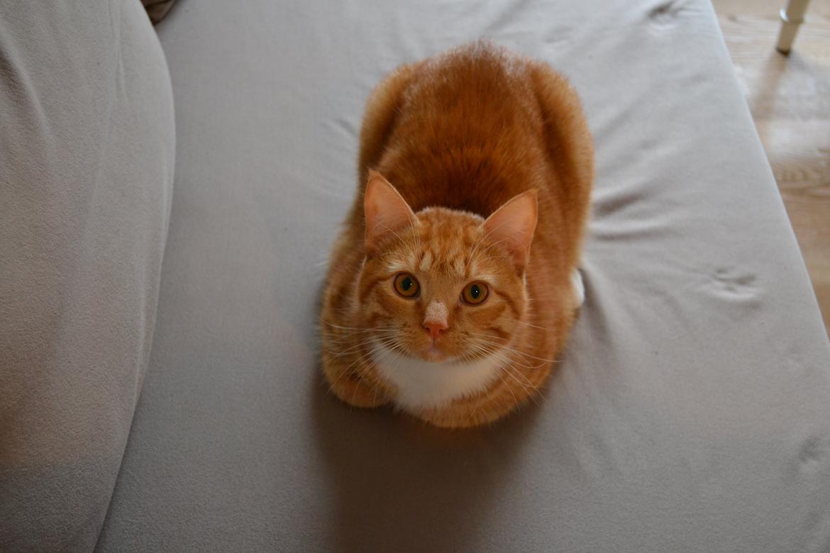 Huskat Simba billede 13