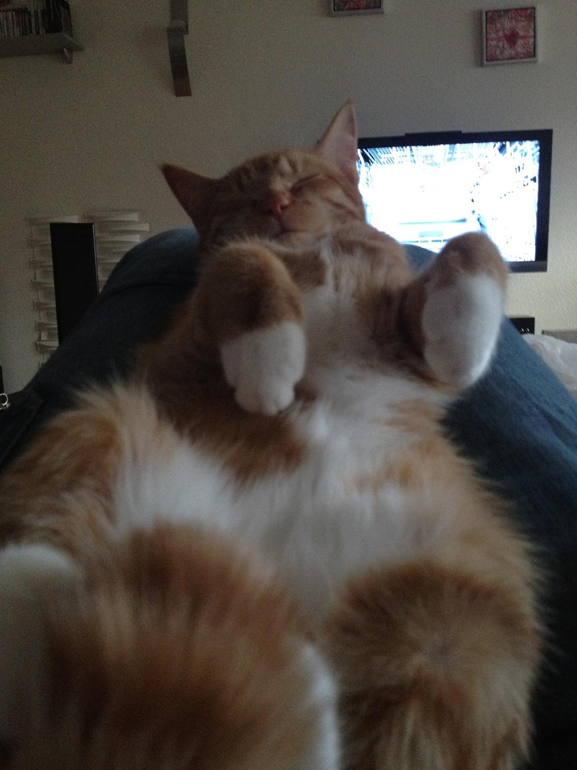 Huskat Simba billede 14