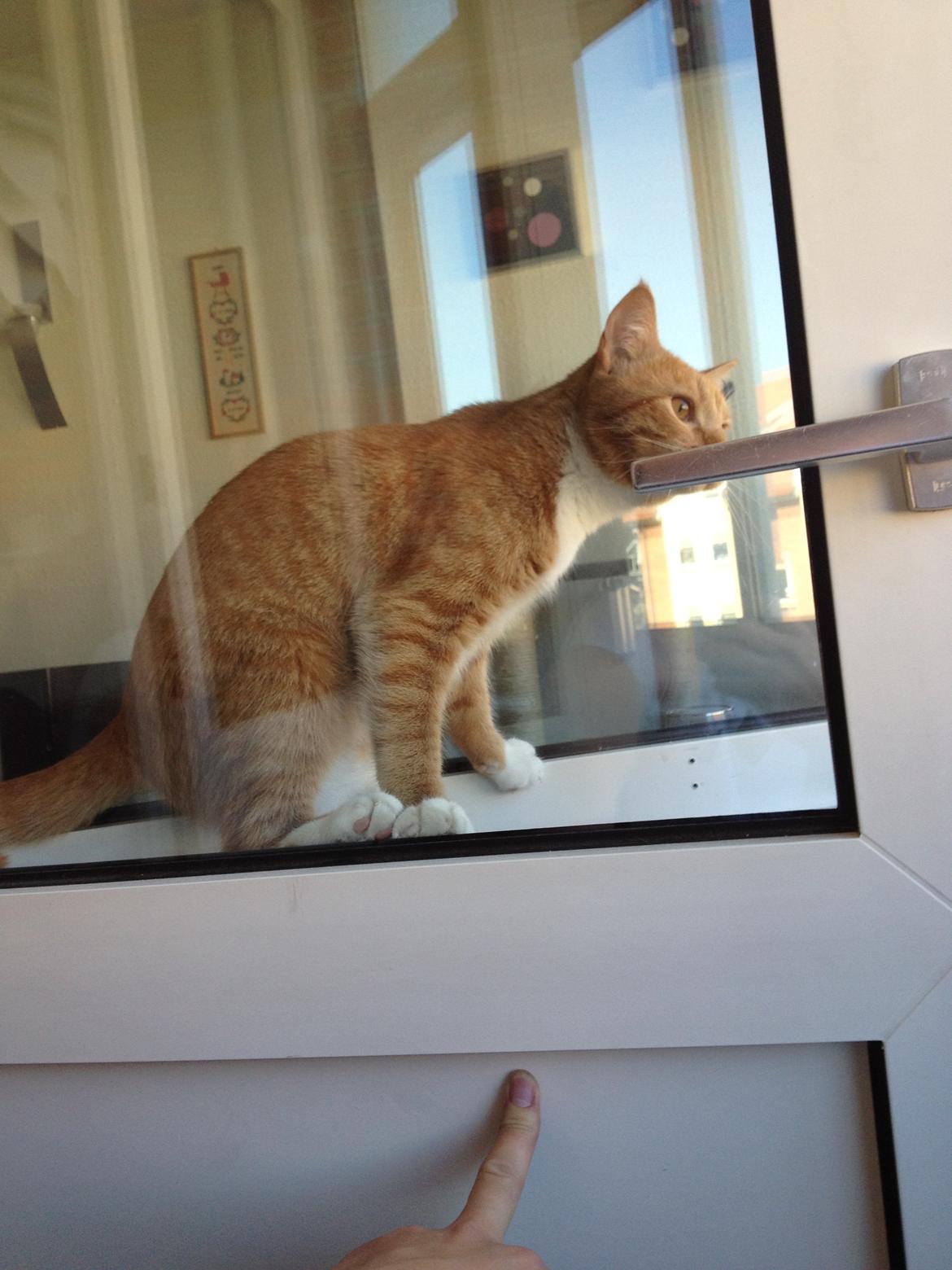 Huskat Simba billede 15