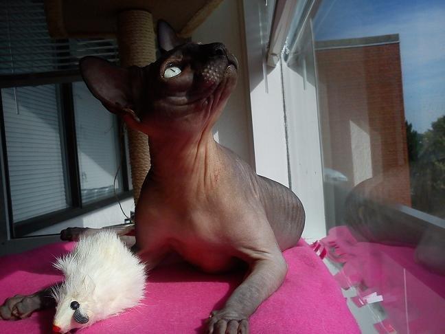 Sphynx Lukaz billede 5