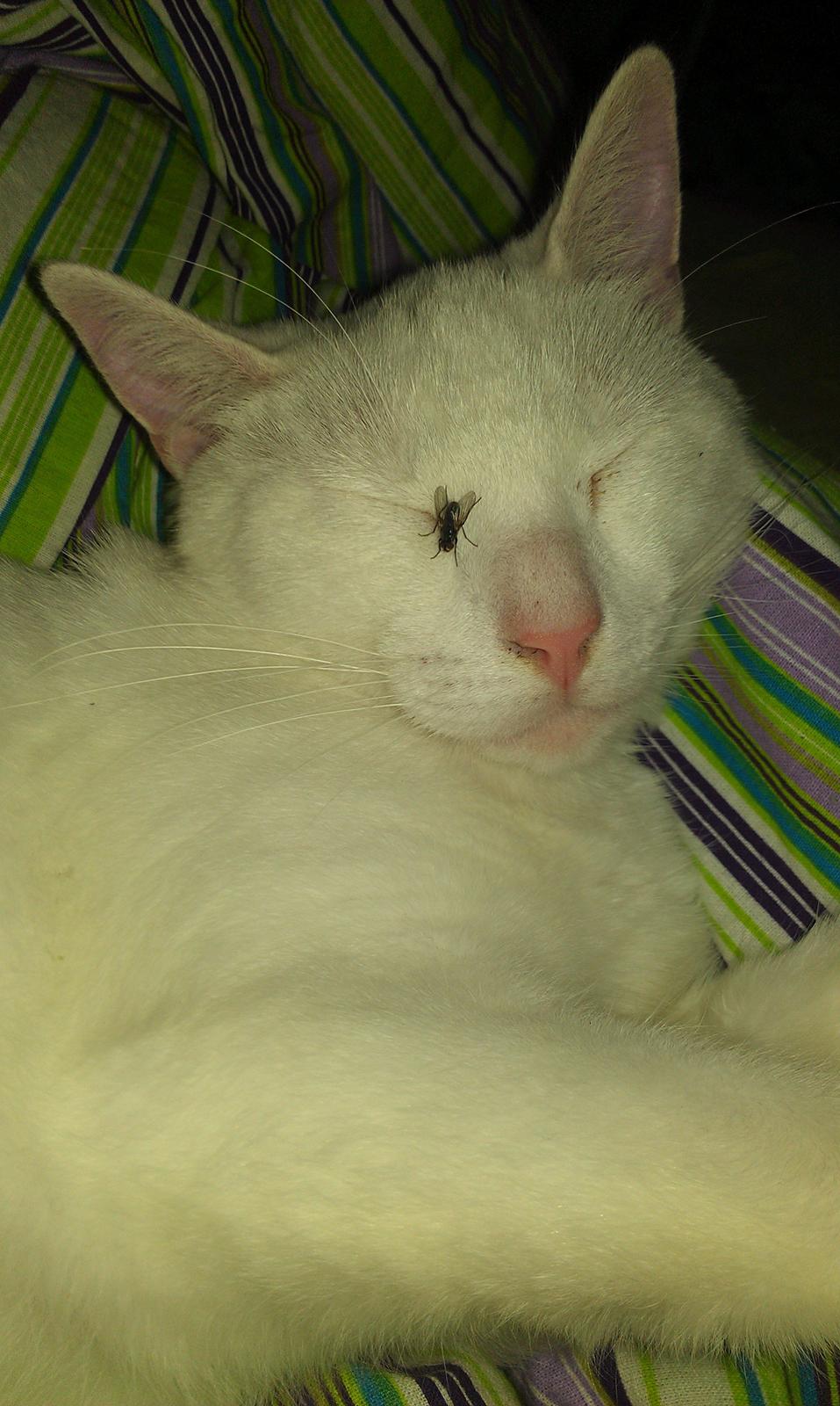 Huskat Milo - Ret så påtrængende flue ;)  billede 15