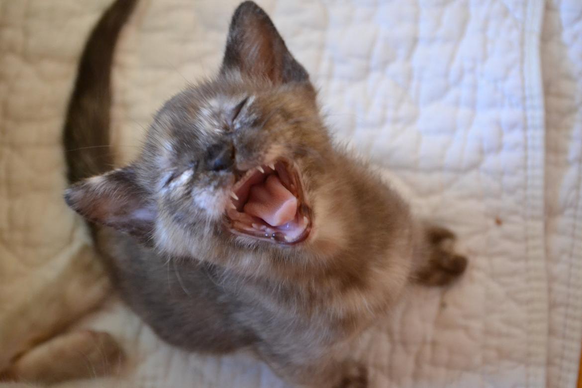 Burmeser Korpita's Athene billede 1