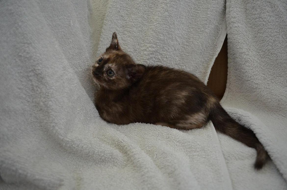 Burmeser Korpita's Athene billede 2