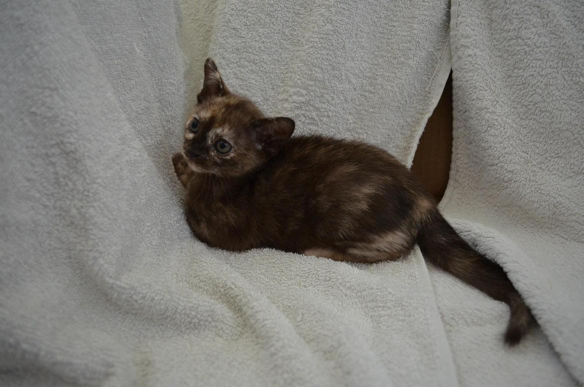 Burmeser Korpita's Athene billede 3