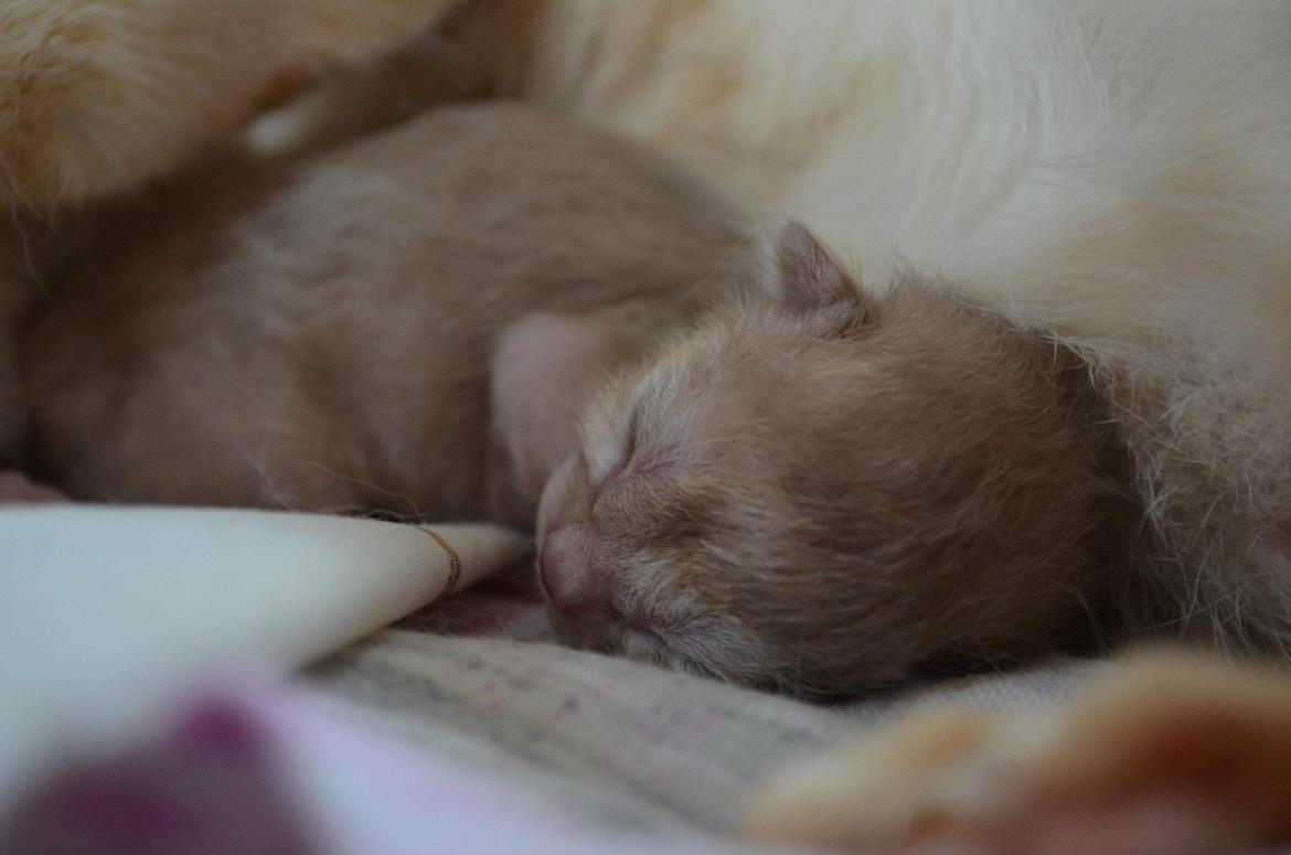 Burmeser Korpita's Athene billede 4