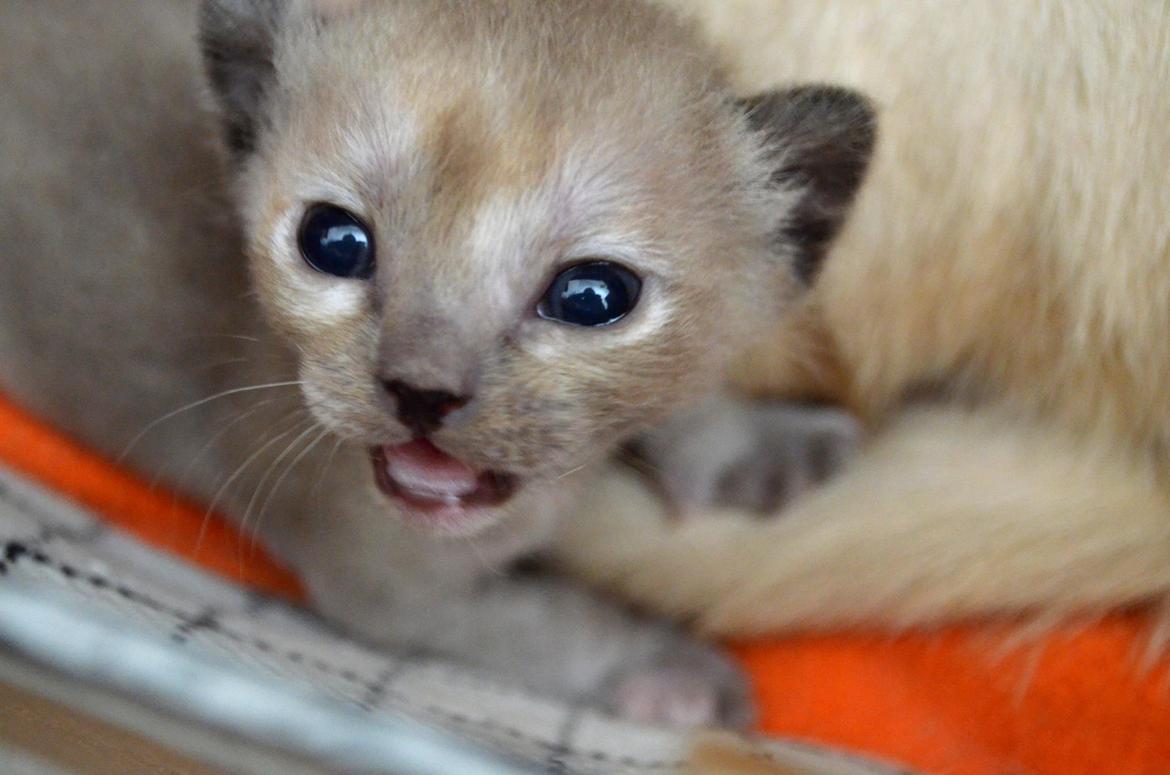 Burmeser Korpita's Athene - Thene til venstre! billede 6