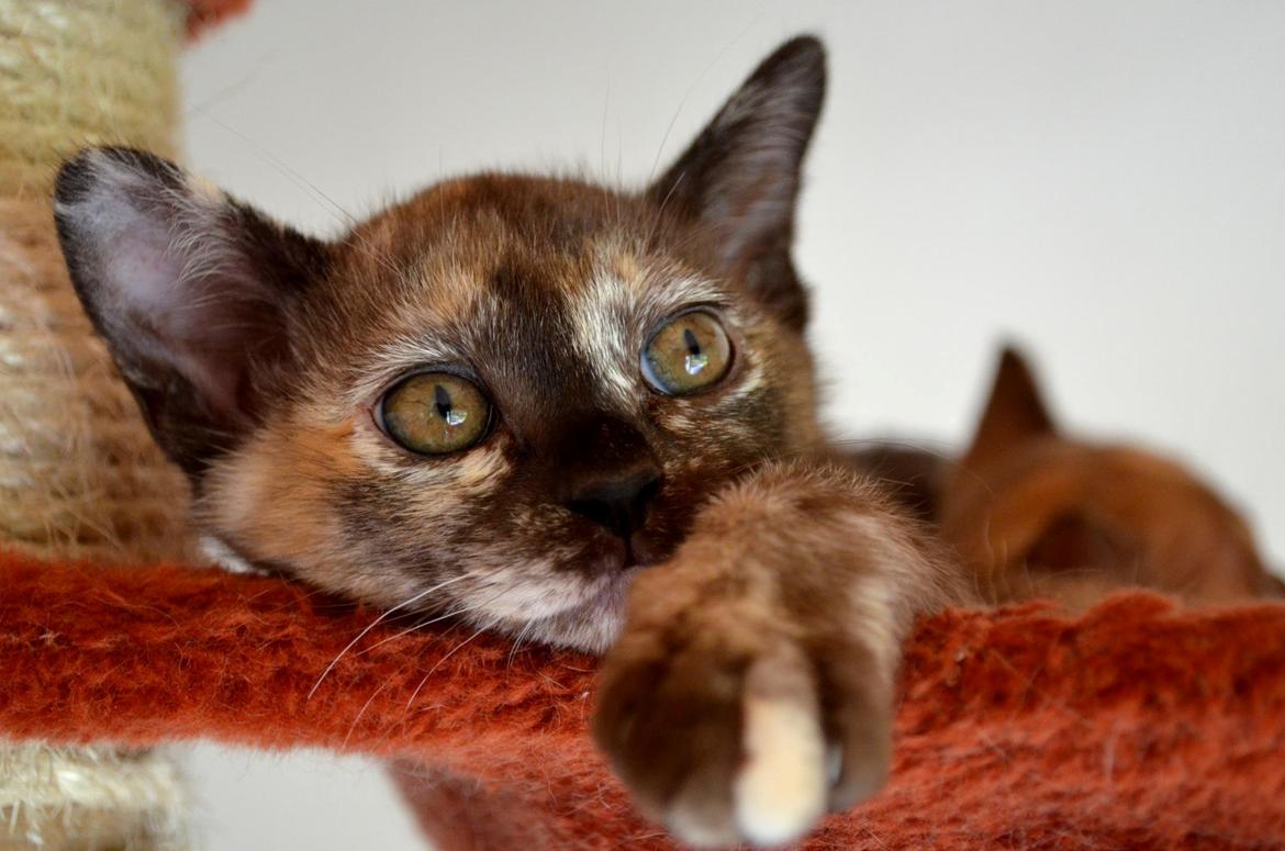 Burmeser Korpita's Athene billede 7