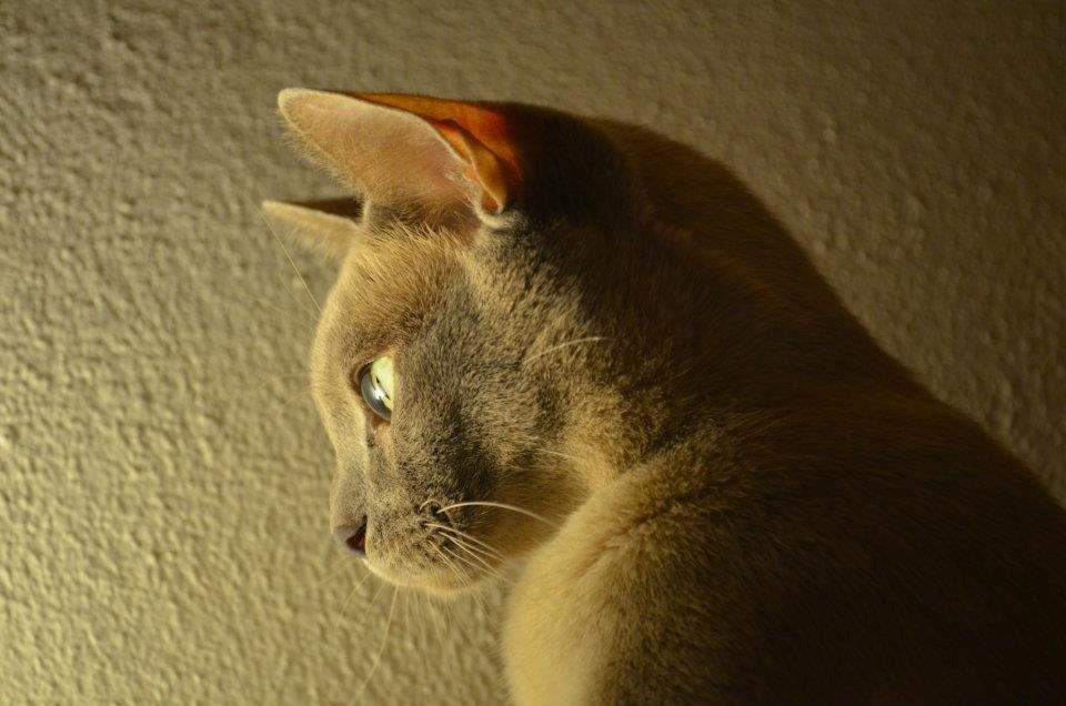 Burmeser Mea Culpa's Peanut billede 12