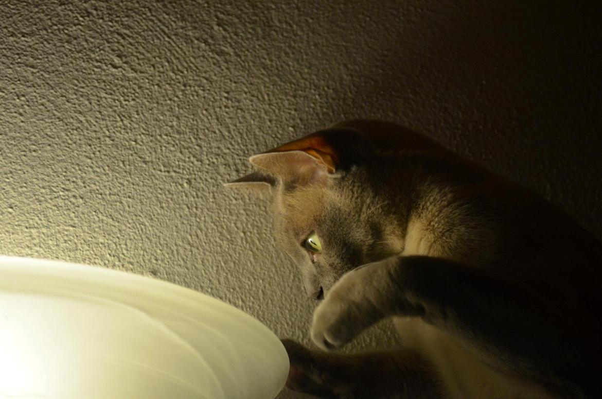 Burmeser Mea Culpa's Peanut billede 13