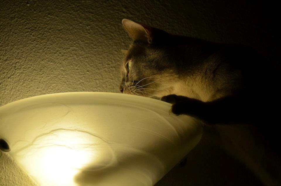 Burmeser Mea Culpa's Peanut billede 14