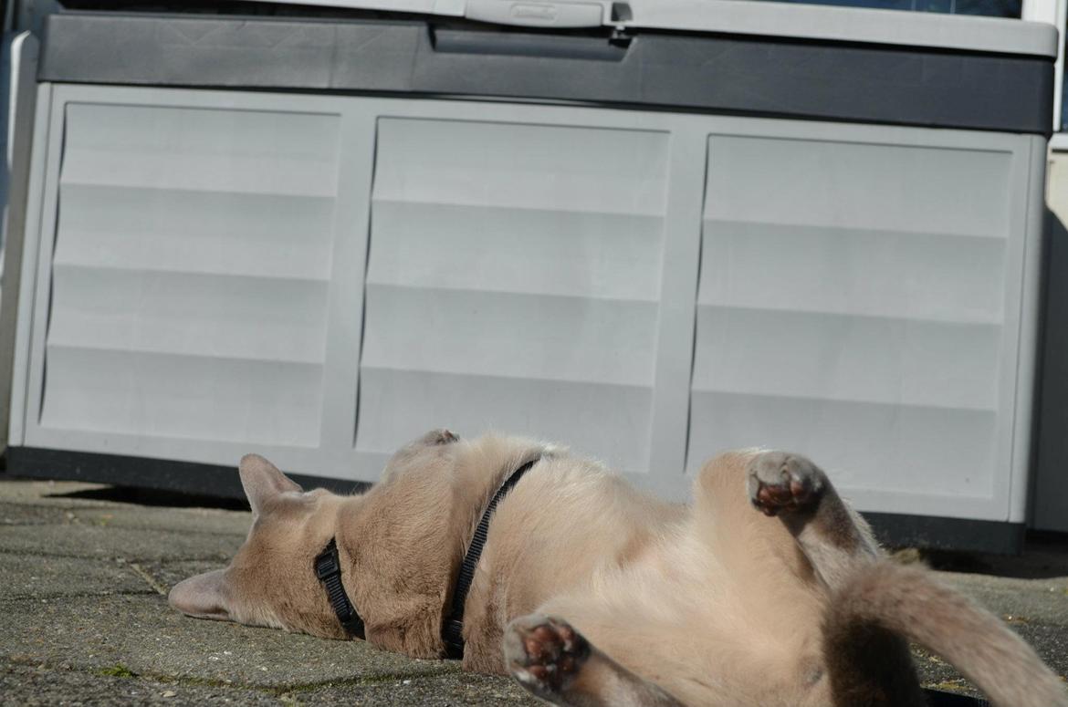 Burmeser Mea Culpa's Peanut billede 15