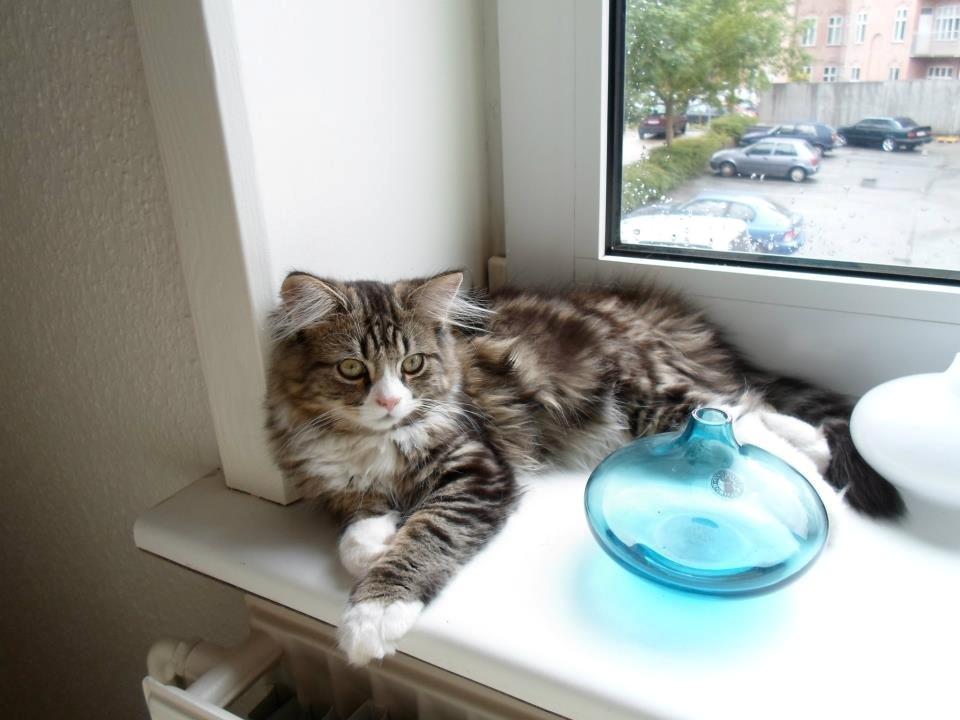 Blanding af racer Emil billede 1