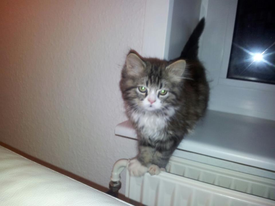 Blanding af racer Emil billede 2