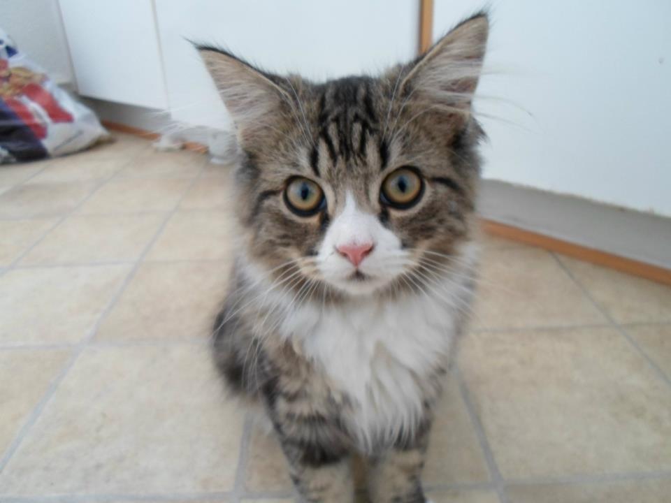 Blanding af racer Emil billede 3