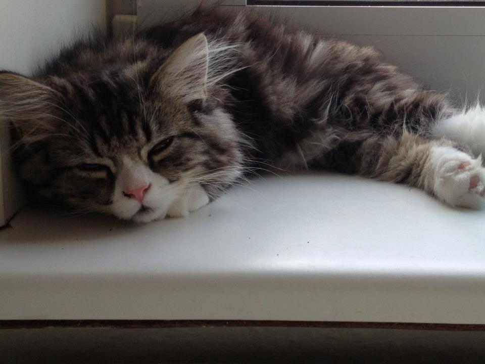 Blanding af racer Emil billede 4