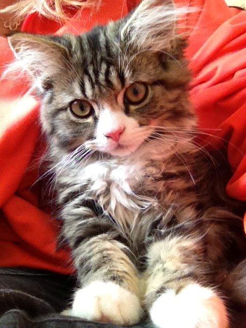 Blanding af racer Emil billede 5