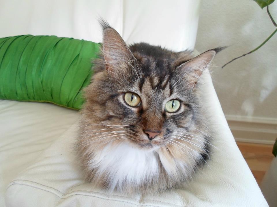 Blanding af racer Basse billede 6