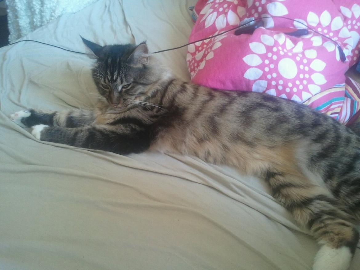 Blanding af racer Basse billede 7