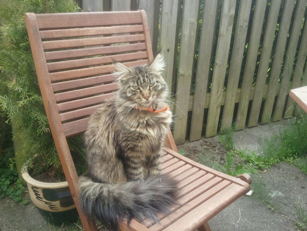 Maine Coon Marco billede 12
