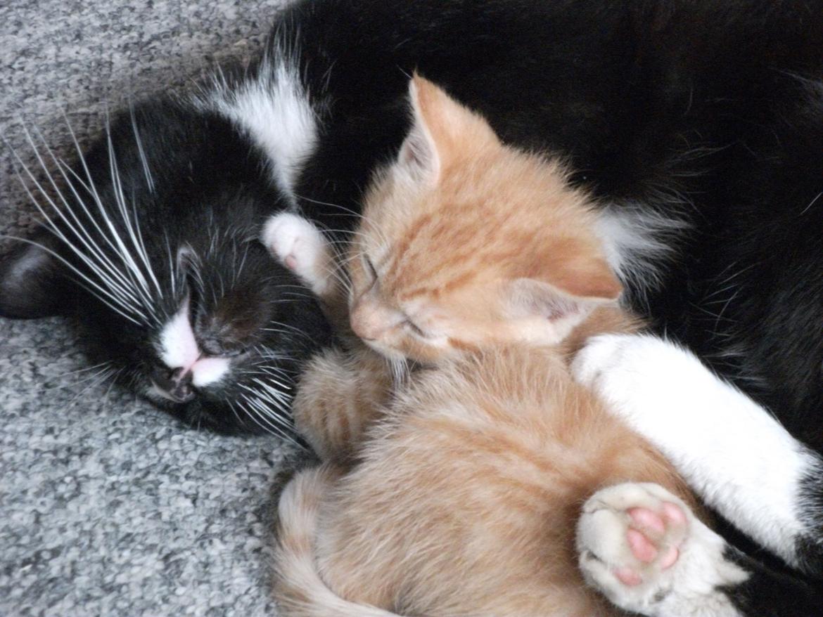 Huskat Oliver - Lille oliver ligger sammen med sin far billede 2