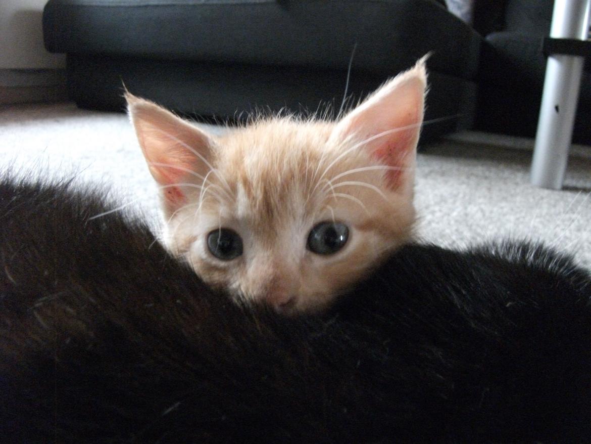 Huskat Oliver billede 1