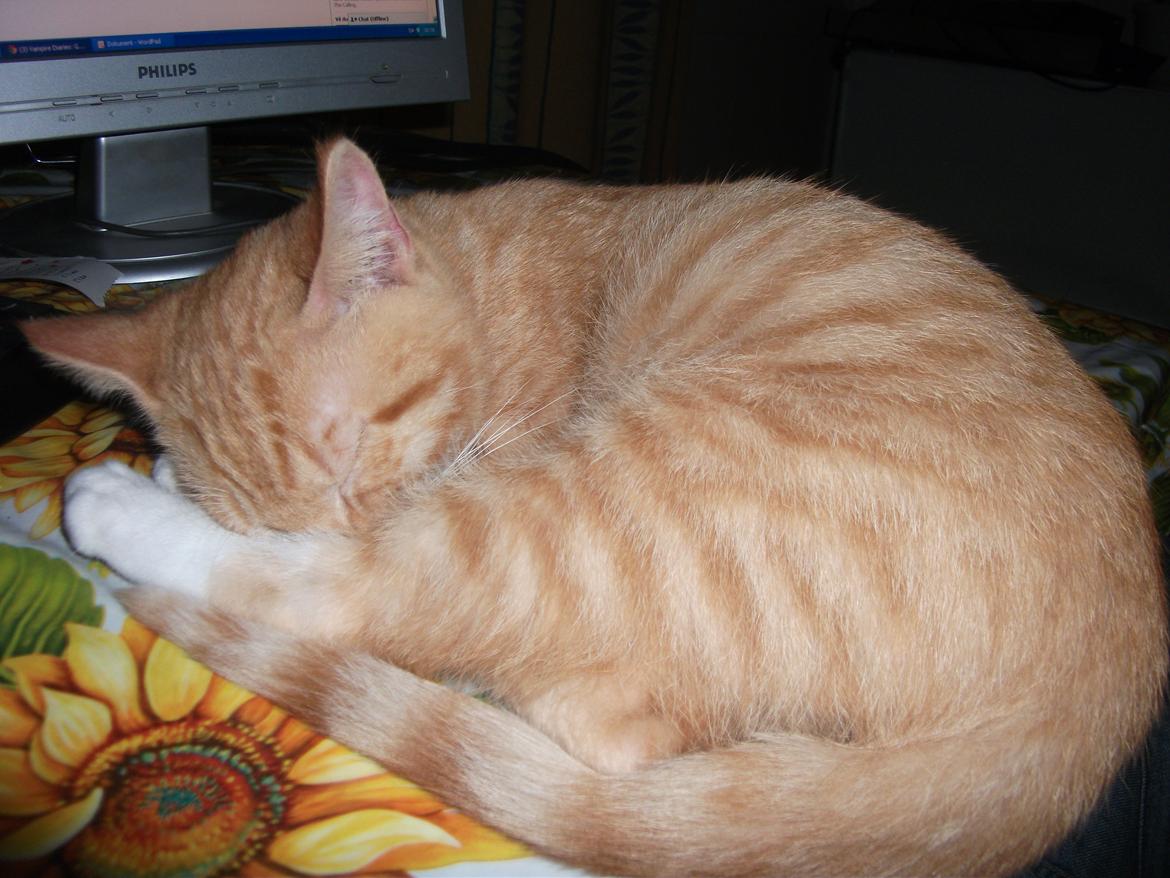 Huskat Oliver billede 3