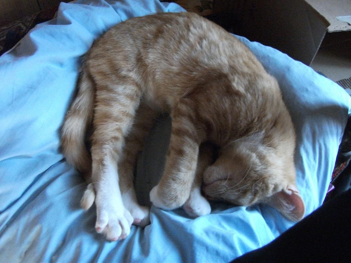 Huskat Oliver - Dejligt at hygge sig på en blød hovedepude billede 4