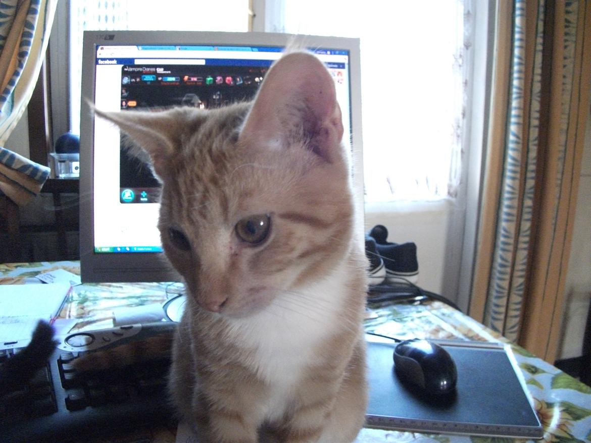 Huskat Oliver billede 5