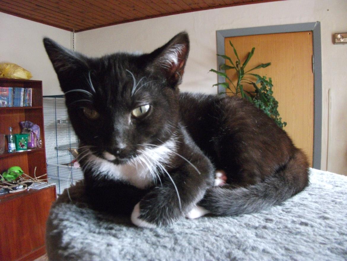 Huskat Lucifer billede 2