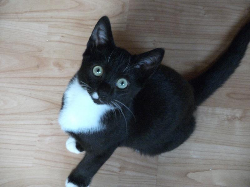 Huskat Lucifer - ser jeg ikke bare sød ud? billede 1