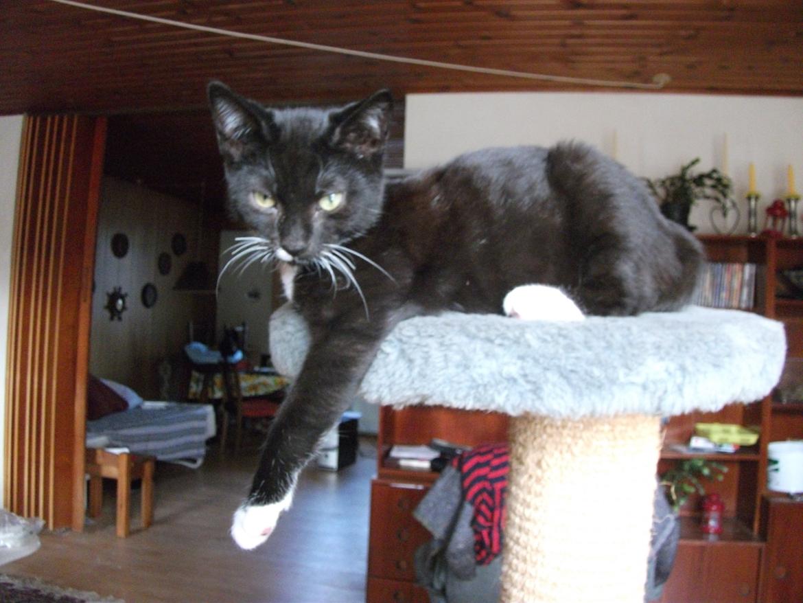 Huskat Lucifer billede 3